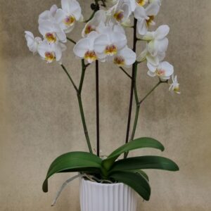 White Orchid