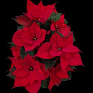 Poinsettia red XL
