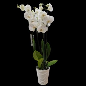Orchid, 3-flowered plant